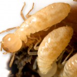 termite-image